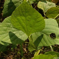 Lablab purpureus (L.) Sweet